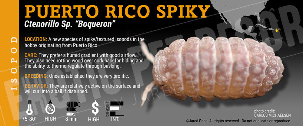 Ctenorillo sp 'Boqueron' isopod label