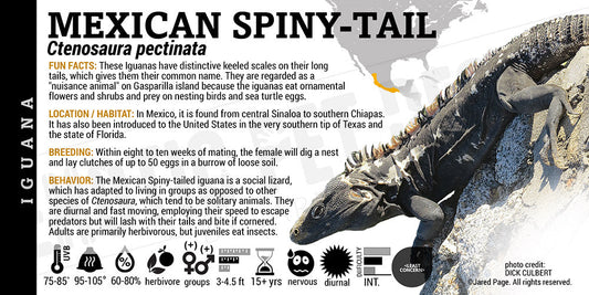 Ctenosaura pectinata 'Mexican Spiny Tail' Iguana