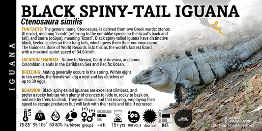Ctenosaura similis 'Black Spiny Tail' Iguana