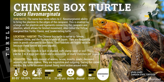 Cuora flavomarginata 'Chinese Box' Turtle