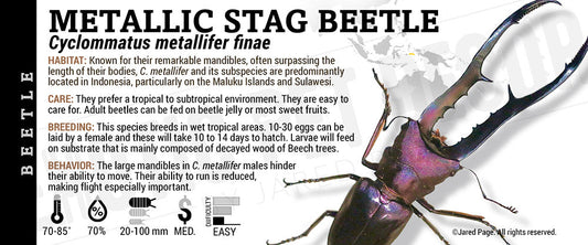 Cyclommatus metallifer finae 'Metallic Stag' Beetle