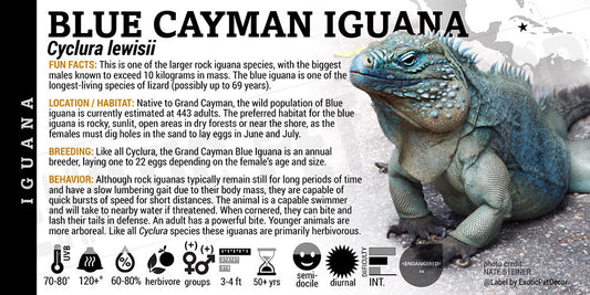 Cyclura lewisii 'Blue' Iguana