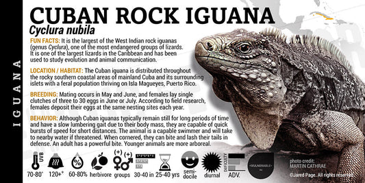 Cyclura nubila 'Cuban Rock' Iguana