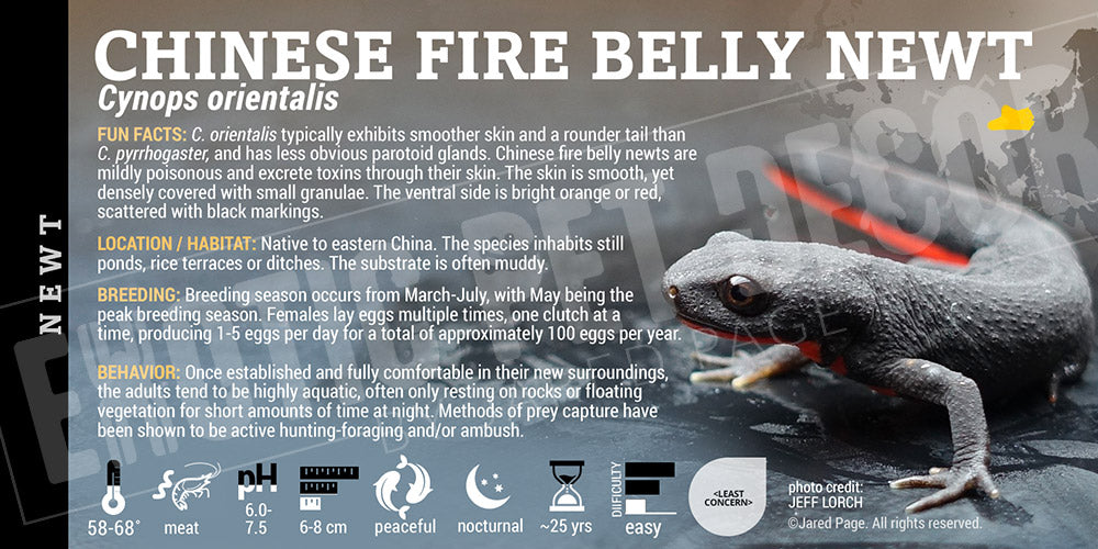 Cynops orientalis 'Chinese Fire Belly Newt'