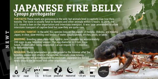 Cynops pyrrhogaster 'Fire Belly Newt'