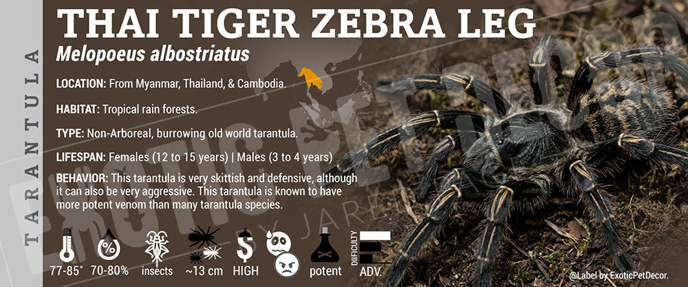 Melopoeus albostriatus 'Tiger Zebra Leg' Tarantula label