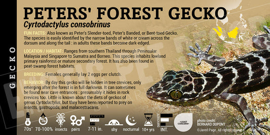 Cyrtodactylus consobrinus 'Peter's Forest' Gecko