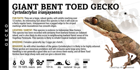 Cyrtodactylus irianjayaensis 'Giant Bent Toed' Gecko