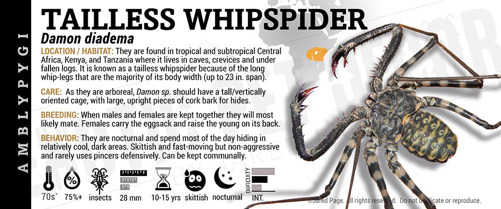 Damon diadema 'Tailless Whip' Scorpion