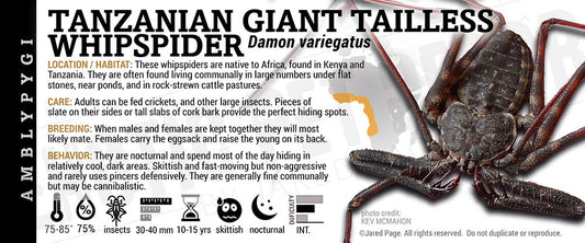 Damon variegatus 'Tanzanian Giant Tailless' Whipscorpion