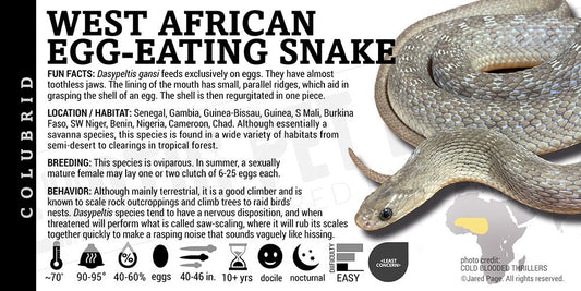 Dasypeltis gansi 'African Egg Eating' Snake