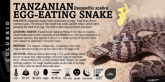 Dasypeltis scabra 'Tanzanian Egg Eating' Snake