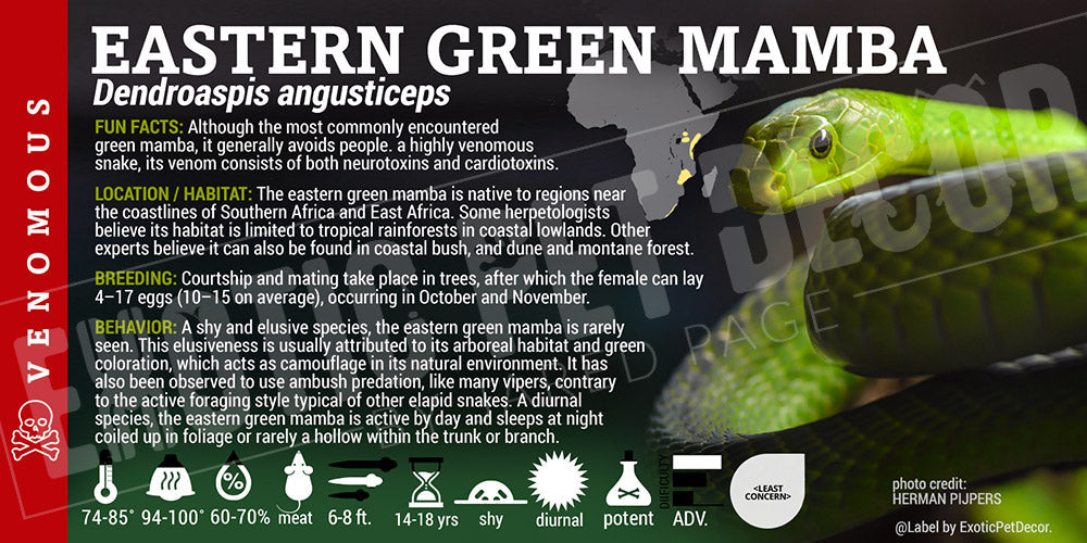 Dendroaspis angusticeps 'Eastern Green Mamba'