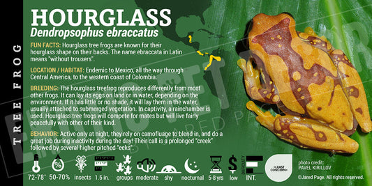 Dendropsophus ebraccatus 'Hourglass Tree Frog'