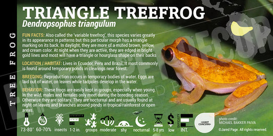 Dendropsophus triangulum 'Variable Triangle Clown Tree Frog'