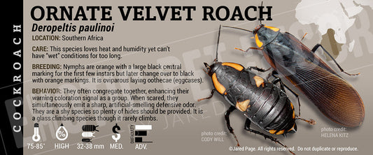 Deropeltis paulinoi 'Ornate Velvet' Roach
