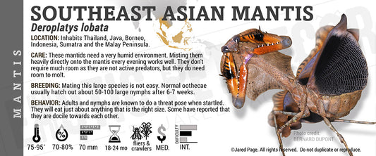 Deroplatys lobata 'Southeast Asian Dead Leaf' Mantis