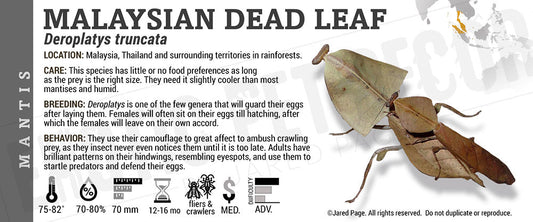 Deroplatys truncata 'Giant Dead Leaf' Mantis