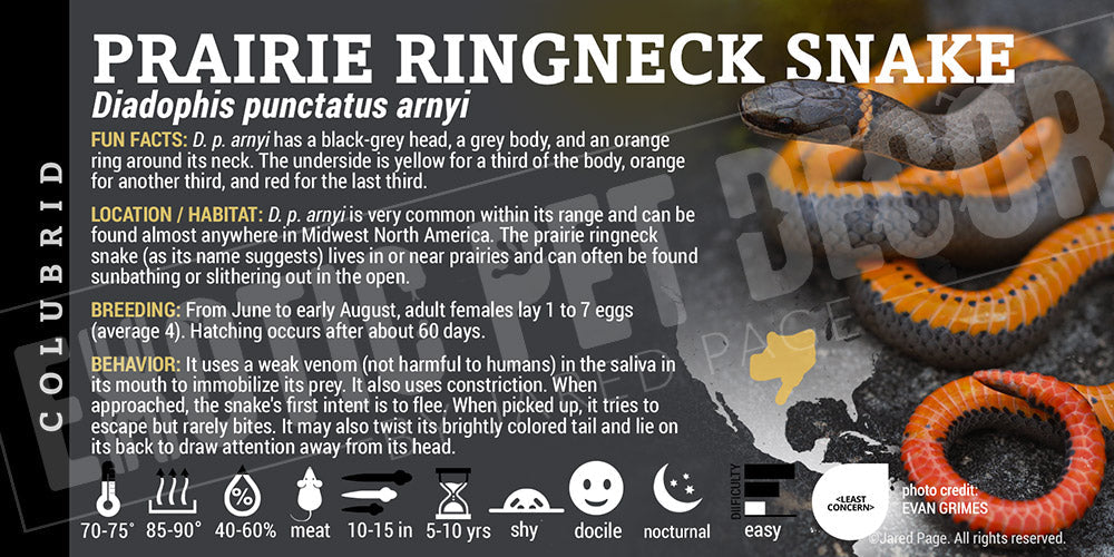Diadophis punctatus arnyi 'Ringneck' Snake
