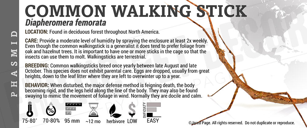Diapheromera femorata 'Stick' Insect
