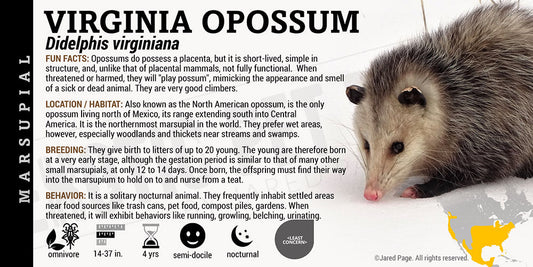 Didelphis virginiana 'Virginia Opossum'
