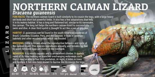 Dracaena guianensis 'Northern Caiman' Lizard