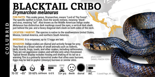 Drymarchon melanurus 'Blacktail Cribo' Snake