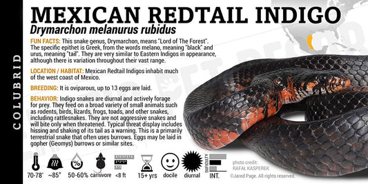 Drymarchon melanurus rubidus 'Mexican Redtail Indigo' Snake