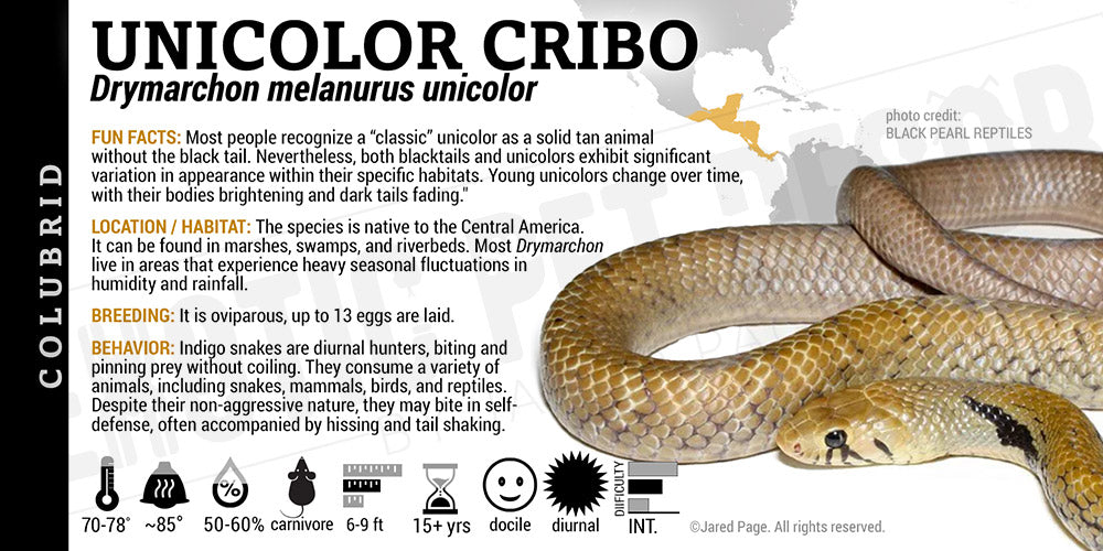 Drymarchon melanurus unicolor 'Indigo' Snake