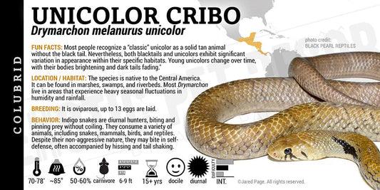 Drymarchon melanurus unicolor 'Indigo' Snake