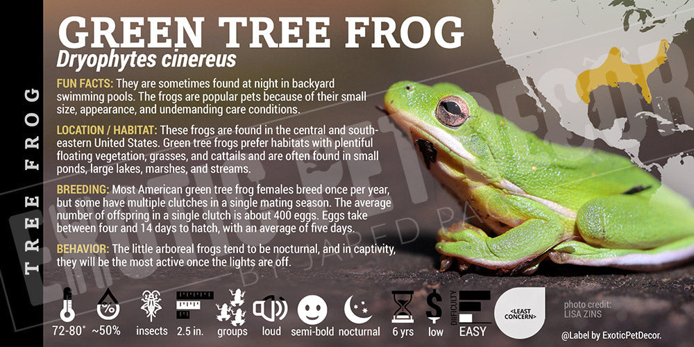 Dryophytes cinereus 'Green Tree Frog'