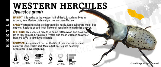 Dynastes granti 'Western Hercules' Beetle