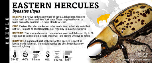 Dynastes tityus 'Eastern Hercules' Beetle