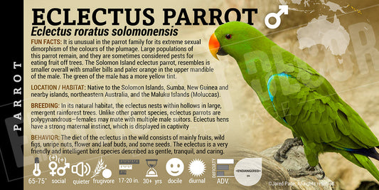 Eclectus roratus 'Eclectus Parrot'