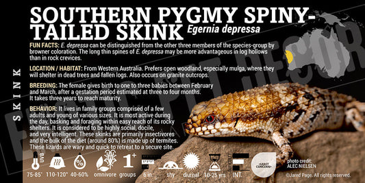 Egernia depressa 'Southern Pygmy Spiny Tailed' Skink