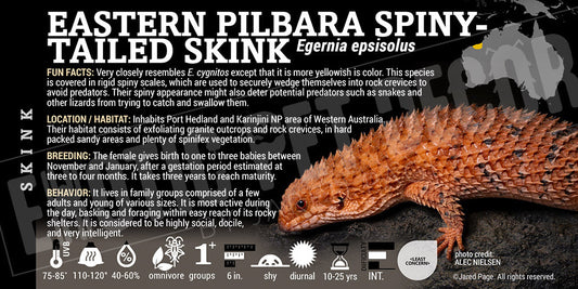 Egernia epsisolus 'Eastern Pygmy Spiny Tailed' Skink