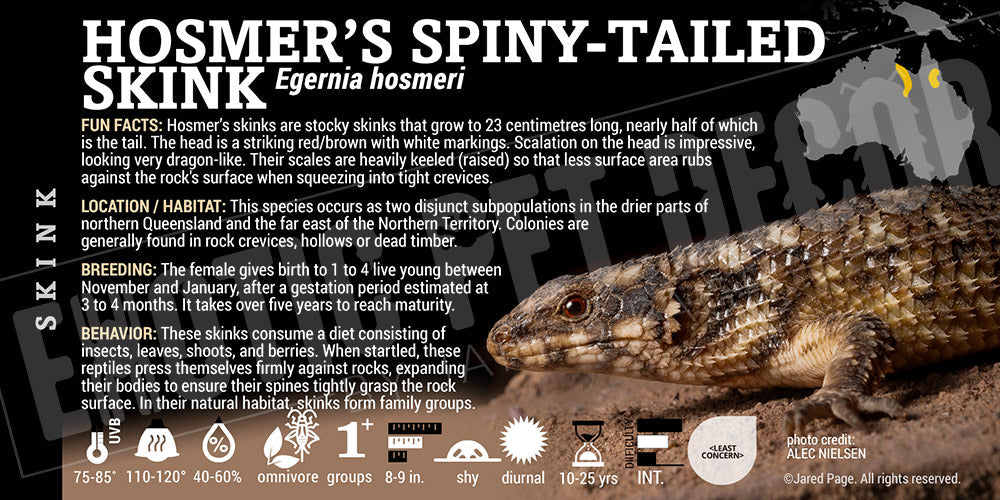 Egernia hosmeri 'Hosmer's Spiny Tailed' Skink