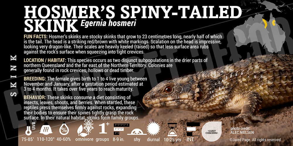 Egernia hosmeri 'Hosmer's Spiny Tailed' Skink