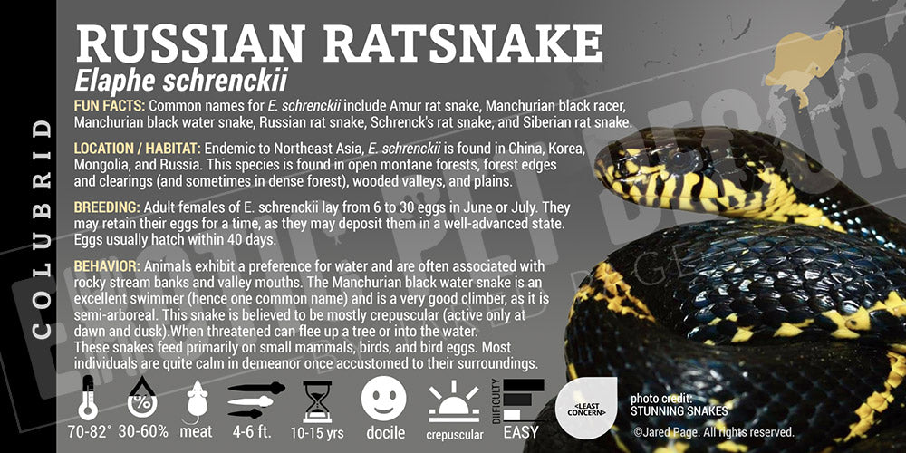 Elaphe schrenckii 'Russian Texas Ratsnake'