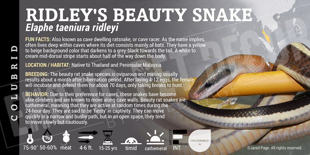 Elaphe taeniura ridleyi 'Ridley's Beauty' Snake