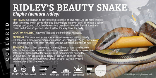 Elaphe taeniura ridleyi 'Ridley's Beauty' Snake