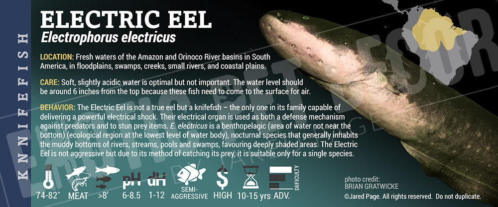 Electrophorus electricus 'Electric Eel'