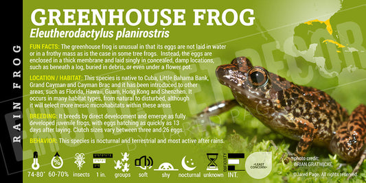 Eleutherodactylus planirostris 'Greenhouse Tree Frog'