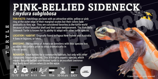 Emydura subglobosa 'Pink Belly Side Neck' Turtle