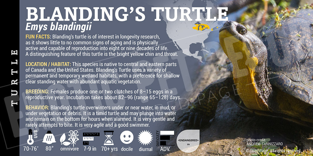 Emys blandingii 'Blanding's' Turtle