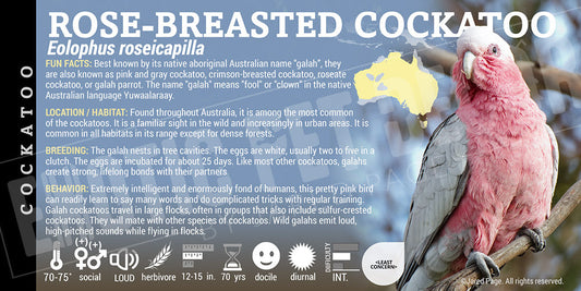 Eolophus roseicapilla 'Rose Breasted Cockatoo'