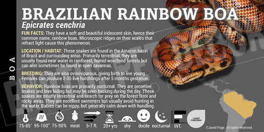 Epicrates cenchria 'Brazilian Rainbow' Boa