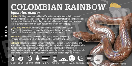 Epicrates maurus 'Colombian Rainbow' Boa