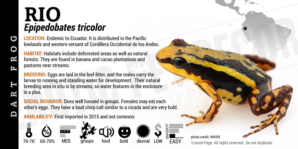 Epipedobates tricolor 'Rio' Dart Frog Label