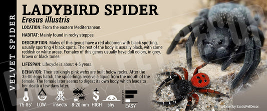 Eresus illustris 'Ladybird Velvet' Spider